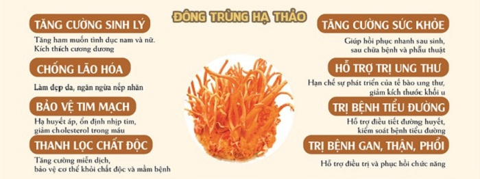 Những đối tượng không dùng được đông trùng hạ thảo