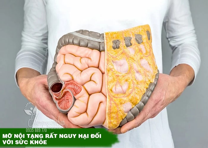 Mỡ nội tạng có nguy hiểm không? Cách thải mỡ nội tạng hiệu quả 1