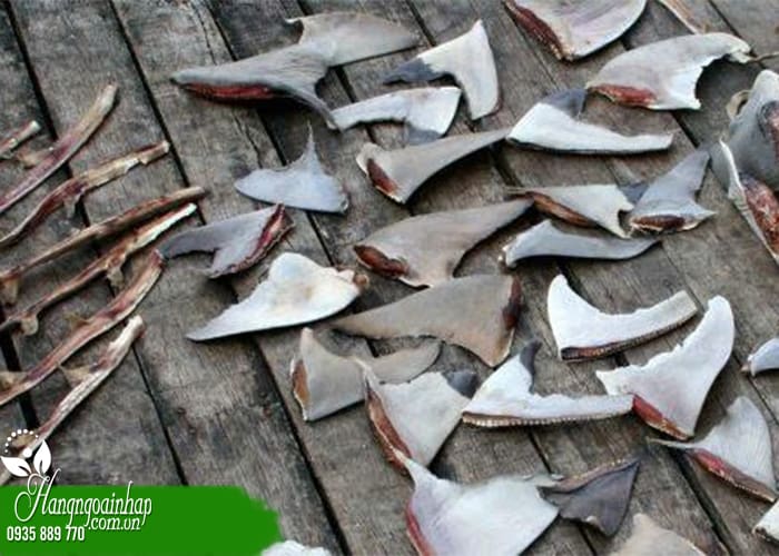 Những ai không nên dùng sụn vi cá mập 12