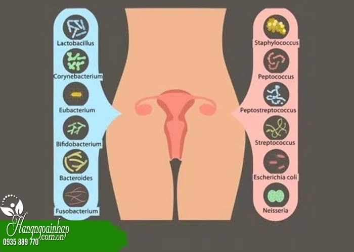 Top 5+ men vi sinh phụ khoa tốt nhất cho phụ nữ  2