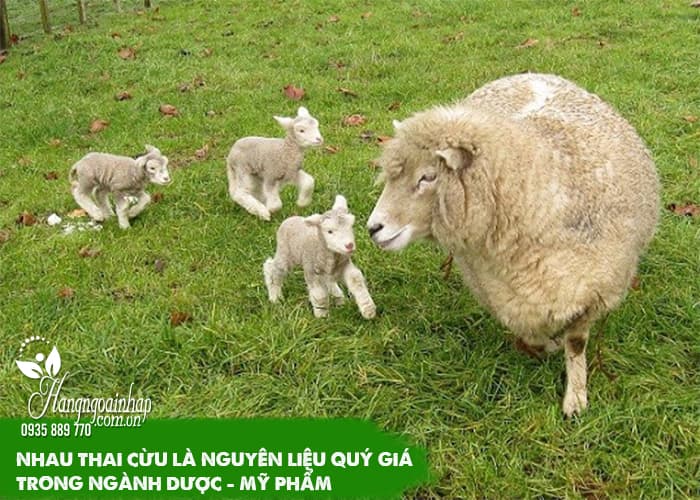 Top viên uống nhau thai cừu trị nám tàn nhang tốt nhất 23