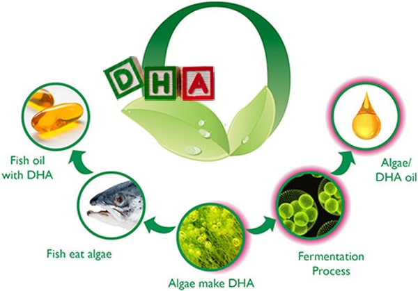 DHA là gì?