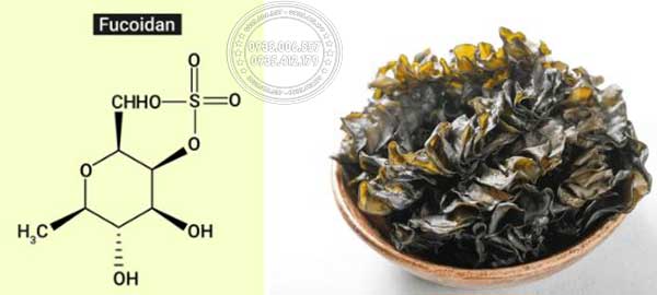 fucoidan-nao-tot-nhat-top-2-loai-fucoidan-ma-ban-nen-biet