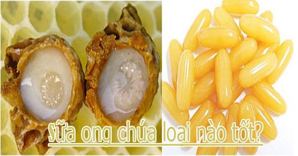 Sữa ong chúa loại nào tốt nhất? mua ở đâu uy tín đúng giá?