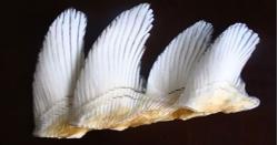 Sụn vi cá mập có tác dụng gì? Thành phần, cách dùng