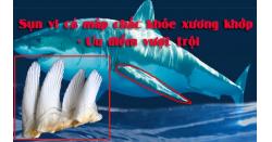 Top 4 Sụn vi cá mập loại tốt nhất hiện nay, Nhất định phải biết