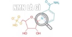 NMN là gì? Sự thật thành phần NMN có tác dụng gì?