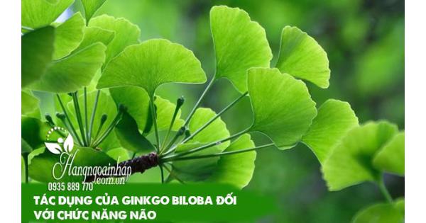 Tác dụng tuyệt vời của Ginkgo Biloba đối với chức năng não 