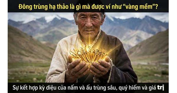 Đông trùng hạ thảo là gì mà được ví như “vàng mềm”?