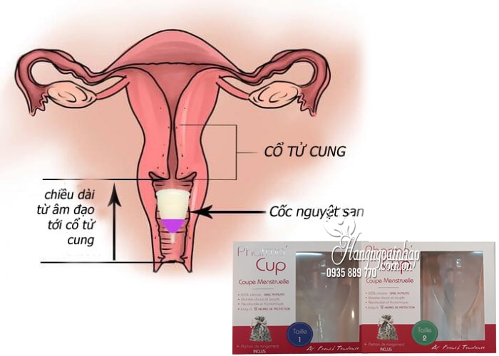 Cốc nguyệt san Pharma Cup Coupe Menstruelle của Pháp 3