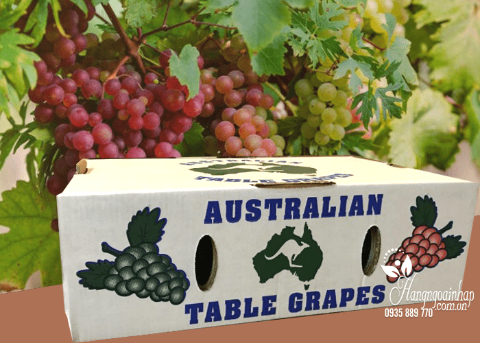 Nho khô nguyên cành Table Grapes thùng 4kg của Úc